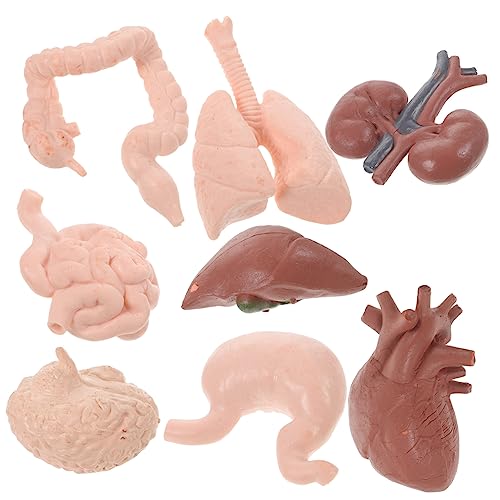 TOPPERFUN 8 Stück Anatomisches Organmodell Realistische Organsimulation für Unterricht und Ausbildung Menschliche Lernspielzeug Geeignet für Schule Universität und Labor von TOPPERFUN