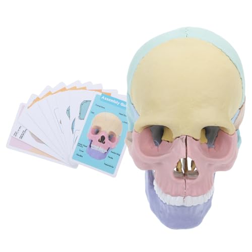 TOPPERFUN Anatomie Schädelmodell Abnehmbar Realistisches Menschliches Skelett Lehrmodell für Schule Klinik Detaillierte Darstellung zur Interaktiven Ausbildung und Medizinischem Studium TOPPERFUN Anatomie Schädelmodell Abnehmbar Realistisches Menschliches Skelett Lehrmodell für Schule Klinik Detaillierte Darstellung zur Interaktiven Ausbildung und Medizinischem Studium von TOPPERFUN