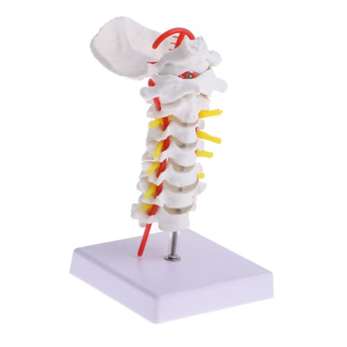 TOPPERFUN Anatomisches Modell Menschliche Halswirbelsäule mit Karotis Flexiblem Design Medizinisches Lehrmodell für Arztpraxis Studium und Ausbildung von TOPPERFUN