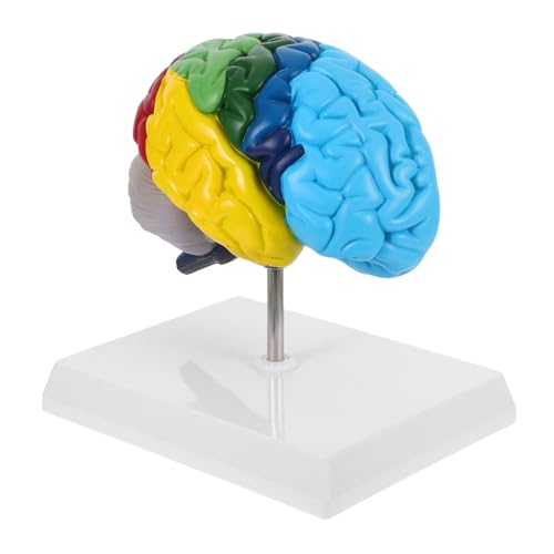 TOPPERFUN Gehirnmodell Anatomie Und Physiologie Lernhilfen Lehrmodell Für Die Menschliche Anatomie Modell Der Gehirnphysiologie Lehrmodell Des Menschlichen Gehirns Wissenschaftliches von TOPPERFUN