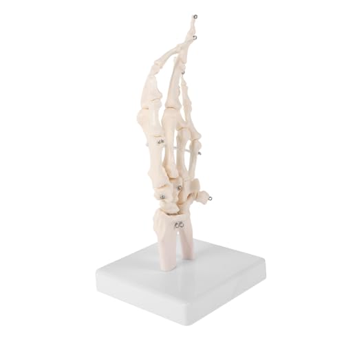 TOPPERFUN Handknochengelenkmodell Kleine Form Übung Beweglich Vergrößert Modell Der Menschlichen Anatomie Echte Anatomische Flexible Mini Skelette Gelenke Hände Menschlicher von TOPPERFUN