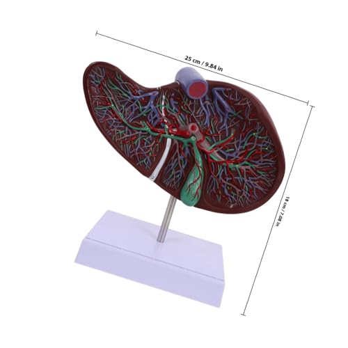 TOPPERFUN Leber Anatomie Modell mit Sockel Realistisches Medizinisches Lehrmodell Detaillierte Menschliche Leberstruktur Anschauliches Display für Schulung und Unterricht Geeignet für von TOPPERFUN