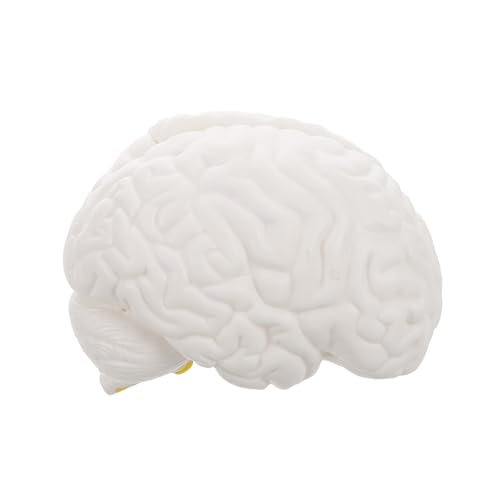 TOPPERFUN Lehrmodell Für Die Gehirnanatomie Wissenschaftsmodell Anatomisches Ausstellungsmodell Anatomisches Schädelmodell Anatomisches Lehrmodell Anatomiemodell Lernhilfen TOPPERFUN Lehrmodell Für Die Gehirnanatomie Wissenschaftsmodell Anatomisches Ausstellungsmodell Anatomisches Schädelmodell Anatomisches Lehrmodell Anatomiemodell Lernhilfen von TOPPERFUN