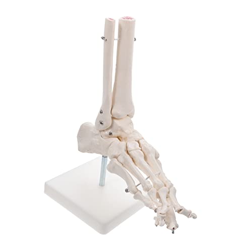 TOPPERFUN Fußgelenkmodell Anatomisches Modell Menschliches Skelett Fußknochen Knöchelmodell für Anatomische Studien PVC mit Ständer Medizinische Lehrmittel von TOPPERFUN