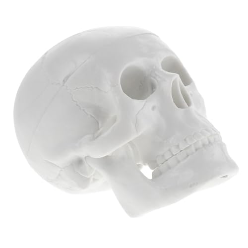 TOPPERFUN Mini Schädelmodell Anatomisches Menschliches Schädelmodell Für Halloween Dekoration Lehrmittel Und Party Dekoration Realistische Nachbildung Des Menschlichen Schädels TOPPERFUN Mini Schädelmodell Anatomisches Menschliches Schädelmodell Für Halloween Dekoration Lehrmittel Und Party Dekoration Realistische Nachbildung Des Menschlichen Schädels von TOPPERFUN