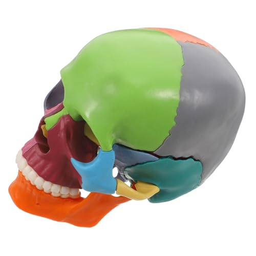 TOPPERFUN Modell Eines Menschlichen Schädels Mit Lehrfarben Für Anatomiestudenten von TOPPERFUN