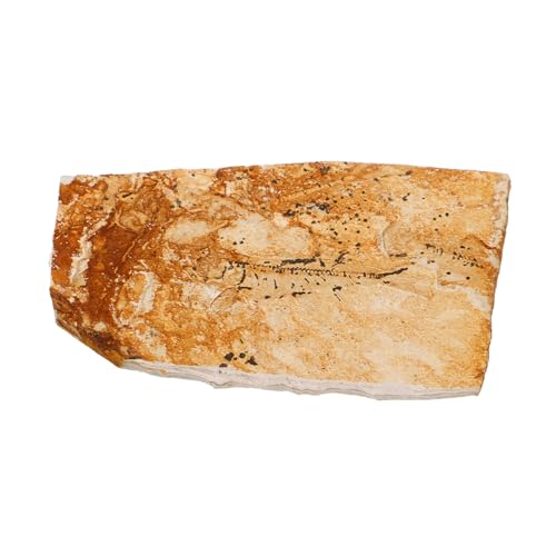 TOPPERFUN eines Wolfsflossenfisches Muster für den naturwissenschaftlichen Unterricht Klassenzimmerproben graceling bastelzeug Aquatische Lebensformen Fischexemplar Exemplar Ornament von TOPPERFUN