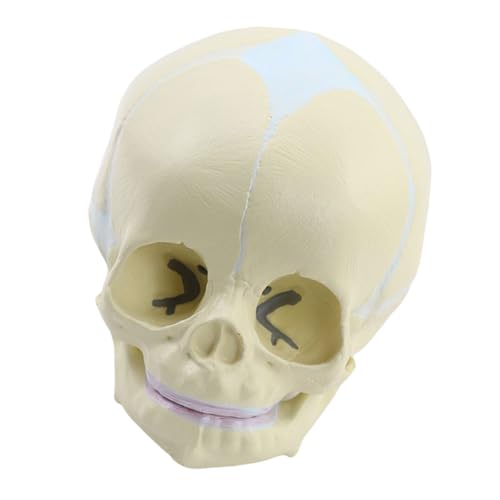 TOWARDSNAN Anatomie Schädelmodell Menschlicher Anatomischer Schädel Menschliches Schädelmodell Zum Nachweis Medizinischer Schädelmodell Explodiertes Schädelmodell TOWARDSNAN Anatomie Schädelmodell Menschlicher Anatomischer Schädel Menschliches Schädelmodell Zum Nachweis Medizinischer Schädelmodell Explodiertes Schädelmodell von TOWARDSNAN