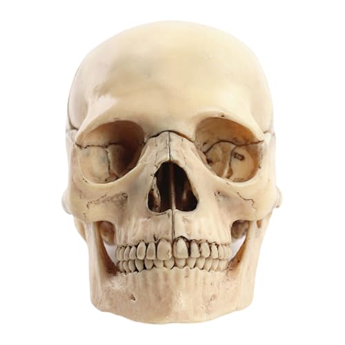 TOWARDSNAN Anatomie Schädelmodell Menschlicher Anatomischer Schädel Menschliches Schädelmodell Zum Nachweis Medizinischer Schädelmodell Explodiertes Schädelmodell TOWARDSNAN Anatomie Schädelmodell Menschlicher Anatomischer Schädel Menschliches Schädelmodell Zum Nachweis Medizinischer Schädelmodell Explodiertes Schädelmodell von TOWARDSNAN
