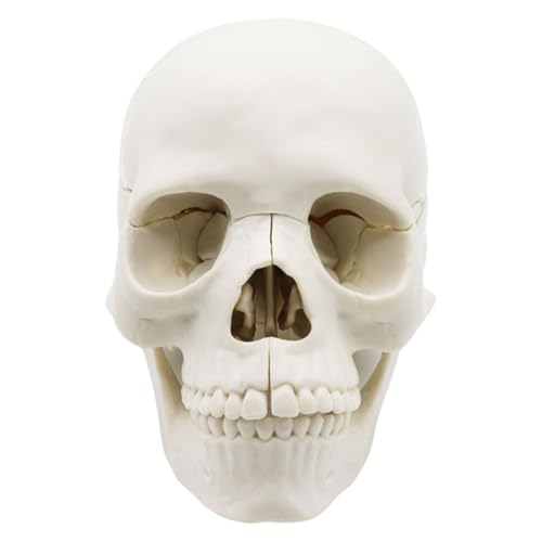 TOWARDSNAN Anatomie Schädelmodell Menschlicher Anatomischer Schädel Menschliches Schädelmodell Zum Nachweis Medizinischer Schädelmodell Explodiertes Schädelmodell TOWARDSNAN Anatomie Schädelmodell Menschlicher Anatomischer Schädel Menschliches Schädelmodell Zum Nachweis Medizinischer Schädelmodell Explodiertes Schädelmodell von TOWARDSNAN
