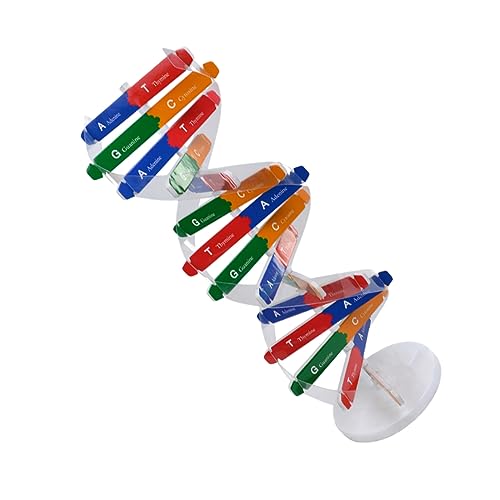 TOYANDONA 1 Satz DNA-doppelhelix Doppelhelix-Modell Für Wissenschaftsunterricht Wissenschaftliches Spielzeugset Naturwissenschaftliches Bildungsinstrument DNA-Modell Papier von TOYANDONA