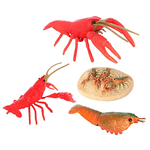 TOYANDONA 1 Satz Hummer Wachstums Zyklus Lernspielzeug Für Simulation Tiere Tierische Evolutionsmodelle Krebse Lebenszyklusmodell Für Flusskrebse Plastik Rot TOYANDONA 1 Satz Hummer Wachstums Zyklus Lernspielzeug Für Simulation Tiere Tierische Evolutionsmodelle Krebse Lebenszyklusmodell Für Flusskrebse Plastik Rot von TOYANDONA