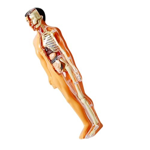 TOYANDONA 1 Satz Skelettmodell Für Denksportaufgaben Anatomie-puzzlespiel Experimente-wissenschafts-kit Körperteile Puzzle Anatomie Körperteile Rätsel Der Körperorgane Figur Plastik TOYANDONA 1 Satz Skelettmodell Für Denksportaufgaben Anatomie-puzzlespiel Experimente-wissenschafts-kit Körperteile Puzzle Anatomie Körperteile Rätsel Der Körperorgane Figur Plastik von TOYANDONA