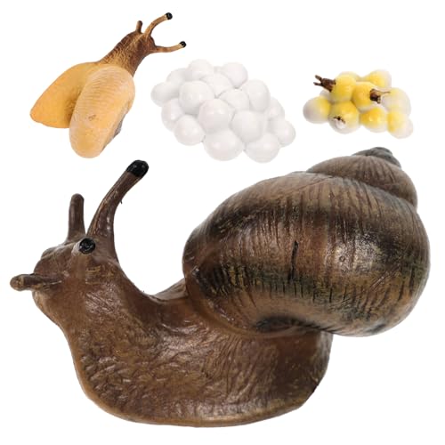 TOYANDONA 1Satz Teiliges Schneckenwachstumszyklus Modell für Realistisches zur Simulation des Lebenszyklus von Schnecken für Naturwissenschaftliche Bildung und Kreative Lernspiele von TOYANDONA