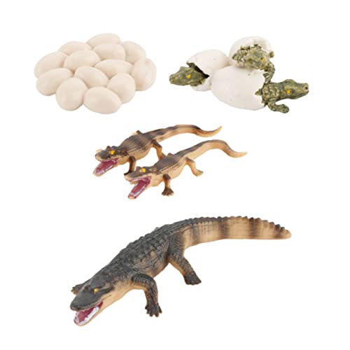 TOYANDONA 1Satz Wachstumsmodell für Realistisches Krokodilmodell Vorstellungskraft und des Lernens über Wachstumszyklus von Pädagogisches von TOYANDONA