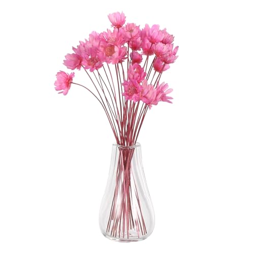 TOYANDONA 2 Miniatur-Blumenvasen aus Glas: Winzige Töpfe mit getrockneten Blumen und Mini-Glasvasen – für Puppenhaus-Dekorationen, DIY-Bastelarbeiten und kleine Arrangements mit Kunstpflanzen TOYANDONA 2 Miniatur-Blumenvasen aus Glas: Winzige Töpfe mit getrockneten Blumen und Mini-Glasvasen – für Puppenhaus-Dekorationen, DIY-Bastelarbeiten und kleine Arrangements mit Kunstpflanzen von TOYANDONA