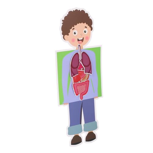 TOYANDONA 2 Sätze menschliches Organmodell lernspielzeug ab 1 Jahr Junge lernspielzeug Educational Toys Science Toys Anatomical Model DIY zubehör DIY Bastelset Papier von TOYANDONA