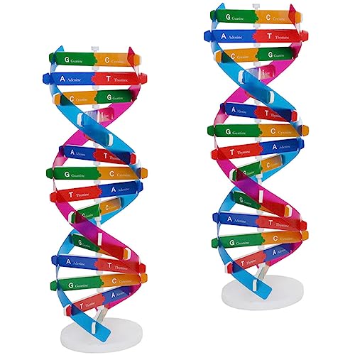 TOYANDONA 2stücke Teiliges DNA-Modell Für Schüler DIY Doppelhelix-bausatz Als Wissenschaftliches Lernspielzeug Zur Biologischer Kenntnisse Für Schule Und Studium von TOYANDONA