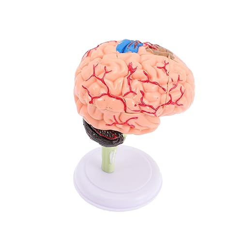 TOYANDONA 4 Stück Gehirnstrukturmodell Modelle Gehirnmodell Für Kinder Präsentationsmodell Für Das Klassenzimmerstudium Unterrichtsmodell Anatomiemodell PVC Spielzeug Menschlicher Körper 4d von TOYANDONA