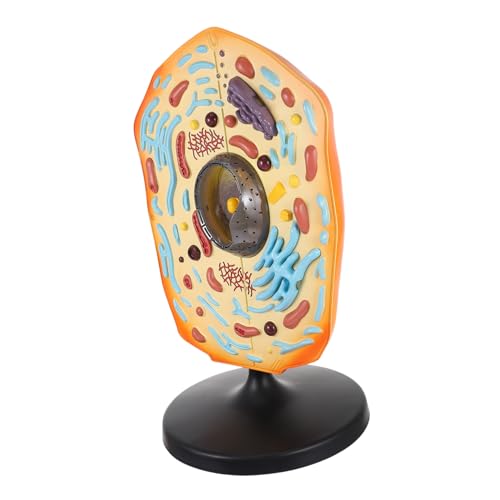 TOYANDONA Anatomisches Tierzellenmodell aus Lebensecht Vergrößerte Zellstruktur Farblich Beständig Biologielehrmittel für Schüler und Lehrer Anschauliches Modell für Unterricht und Training TOYANDONA Anatomisches Tierzellenmodell aus Lebensecht Vergrößerte Zellstruktur Farblich Beständig Biologielehrmittel für Schüler und Lehrer Anschauliches Modell für Unterricht und Training von TOYANDONA