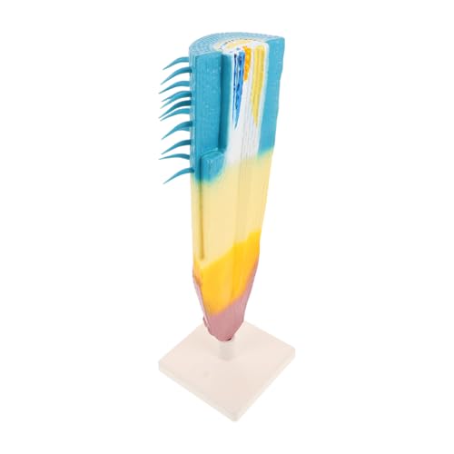 TOYANDONA Corn Root Anatomical Model Langlebiges Pflanzenwurzel Modell für Biologieunterricht Labor Wissenschaftliche Experimente Detailgetreues Maiswurzel Lehrmittel von TOYANDONA