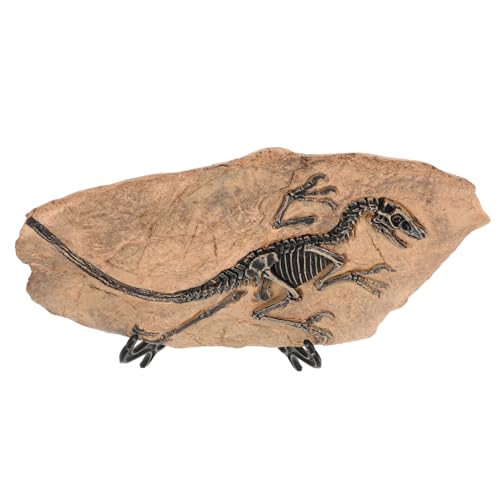 TOYANDONA Dinosaurier Fossil Modell Detailgetreu Handgefertigt Langlebig Dekoration für Zuhause Büro Sammler Lernmodell von TOYANDONA
