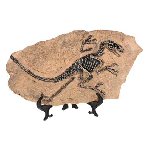 TOYANDONA Dinosaurier Fossil Modell aus Harz Realistisches Skelett Ornament Langlebige Dinofiguren Prähistorische Kreaturen Deko für Kinderzimmer und Dino Geburtstagsspiele TOYANDONA Dinosaurier Fossil Modell aus Harz Realistisches Skelett Ornament Langlebige Dinofiguren Prähistorische Kreaturen Deko für Kinderzimmer und Dino Geburtstagsspiele von TOYANDONA