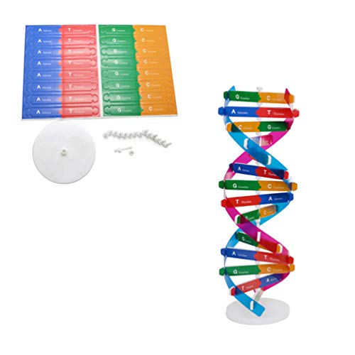TOYANDONA Menschlichen Gen DNA Modelle Doppel Helix Wissenschaft Popularisierung Lehrmittel für Kinder Erwachsene von TOYANDONA