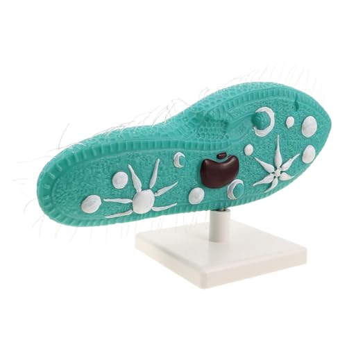 TOYANDONA Paramecium Modell mit Ständer Detailliertes Cilien-Design Biologie-Lernmodell für Sekundarschule Zellstruktur für Wissenschaftslabor und Unterricht von TOYANDONA
