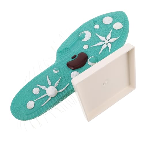 TOYANDONA Paramecium Modell mit Ständer Realistisches Protozoen Zellstruktur Display mit Filigranen Cilien Biologisches Lehrmittel für Mittelstufe Wissenschaftslabor und Unterricht von TOYANDONA