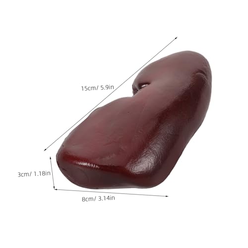 TOYANDONA Realistisches Schweinenierenmodell Halloween Deko Prankspielzeug Cosplay Accessoire Detailgetreues Organ Requisit für Horrorpartys und Puppenhaus TOYANDONA Realistisches Schweinenierenmodell Halloween Deko Prankspielzeug Cosplay Accessoire Detailgetreues Organ Requisit für Horrorpartys und Puppenhaus von TOYANDONA