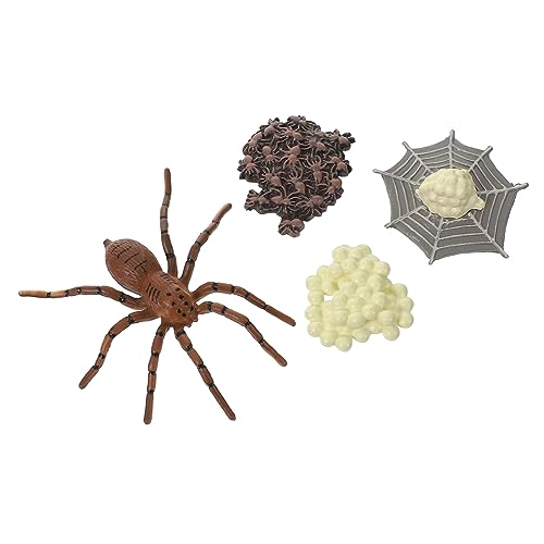 TOYANDONA Realistisches Spinnen Wachstumszyklus Modell Detailgetreues Tier Pädagogisches Insekten Lernspielzeug für Vorschulkinder Dekoratives Wachstumsstadium Modell Naturwissenschafts TOYANDONA Realistisches Spinnen Wachstumszyklus Modell Detailgetreues Tier Pädagogisches Insekten Lernspielzeug für Vorschulkinder Dekoratives Wachstumsstadium Modell Naturwissenschafts von TOYANDONA