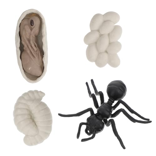 TOYANDONA Vivid Ameisen Wachstumszyklus Modell Teiliges Evolution Display für Pädagogisches Lernspielzeug zur Biologischen Frühförderung und Unterrichtsdekoration von TOYANDONA