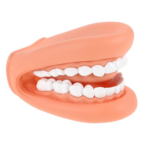 TOYANDONA Zahnmodell Handpuppe für Lebensechtes Menschliches Gebissmodell Standard Dentallehrmodell zur Zahnpflege und Zahnstruktur Pädagogisches Zahnmodell für Kindergarten und TOYANDONA Zahnmodell Handpuppe für Lebensechtes Menschliches Gebissmodell Standard Dentallehrmodell zur Zahnpflege und Zahnstruktur Pädagogisches Zahnmodell für Kindergarten und von TOYANDONA