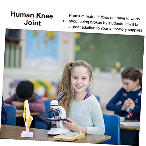 TOYZFRIENDY Anatomisches Skelett Medizinisches Lehrmodell für Unterricht Patientenbildung Flexion Extension Demonstration TOYZFRIENDY Anatomisches Skelett Medizinisches Lehrmodell für Unterricht Patientenbildung Flexion Extension Demonstration von TOYZFRIENDY