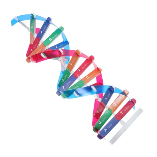 TOYZFRIENDY Doppelhelix DNA Modellbausatz mit Ständer Anschauliches Lernspielzeug Einfache Montage Detaillierte Menschliche Genstruktur Pädagogisches Experimentierset für Schule und Labor TOYZFRIENDY Doppelhelix DNA Modellbausatz mit Ständer Anschauliches Lernspielzeug Einfache Montage Detaillierte Menschliche Genstruktur Pädagogisches Experimentierset für Schule und Labor von TOYZFRIENDY
