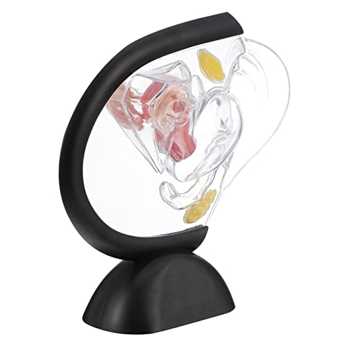 TOYZFRIENDY Transparentes Uterusmodell aus Unzerbrechlichem PVC Sichtbare Weibliche Fortpflanzungsorgane Medizinisches Anatomiemodell für Arztpraxis Unterricht und Patientenedukation Leicht von TOYZFRIENDY
