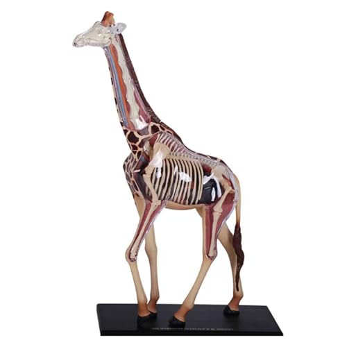 Giraffe Skeleton Anatomical Model,Giraffe Anatomy Modell,Abnehmbare und Zusammengebaute Giraffe Skeleton Anatomical Model,für Tierunterricht Demonstration Giraffe Skeleton Anatomical Model,Giraffe Anatomy Modell,Abnehmbare und Zusammengebaute Giraffe Skeleton Anatomical Model,für Tierunterricht Demonstration von TRACYE