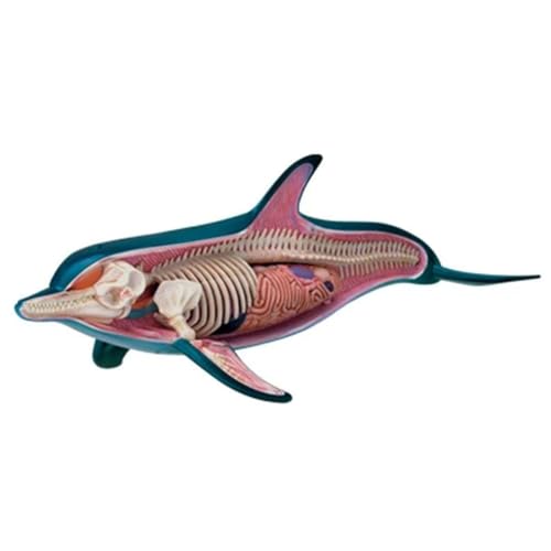 TRACYE Delphin Skeleton Anatomical Model,Delphin Anatomy Modell,Abnehmbare und Zusammengebaute Delphin Skeleton Anatomical Model,für Tierunterricht Demonstration TRACYE Delphin Skeleton Anatomical Model,Delphin Anatomy Modell,Abnehmbare und Zusammengebaute Delphin Skeleton Anatomical Model,für Tierunterricht Demonstration von TRACYE
