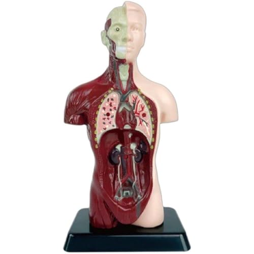 TRACYE Menschlicher Torso Modell, Medizinsche Koerper Modelle Lehrmodell, PVC, Perfekt für Schüler zum naturwissenschaftlichen Lernen, zum Schulunterricht und zum Anatomiestudiu TRACYE Menschlicher Torso Modell, Medizinsche Koerper Modelle Lehrmodell, PVC, Perfekt für Schüler zum naturwissenschaftlichen Lernen, zum Schulunterricht und zum Anatomiestudiu von TRACYE