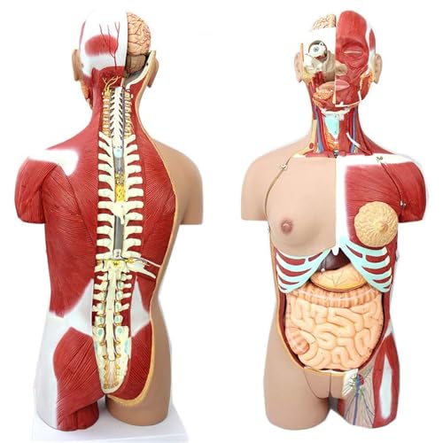 TRACYE Menschlicher Torso Modell, Medizinsche Koerper Modelle Lehrmodell, PVC, Perfekt für Schüler zum naturwissenschaftlichen Lernen, zum Schulunterricht und zum Anatomiestudiu von TRACYE