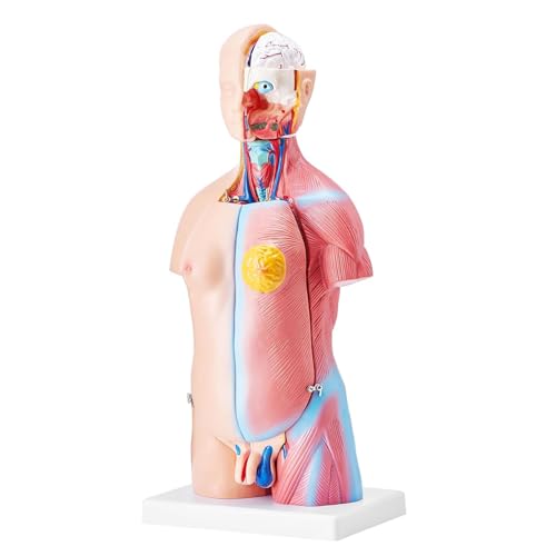 TRACYE Menschlicher Torso Modell, Medizinsche Koerper Modelle Lehrmodell, PVC, Perfekt für Schüler zum naturwissenschaftlichen Lernen, zum Schulunterricht und zum Anatomiestudiu von TRACYE