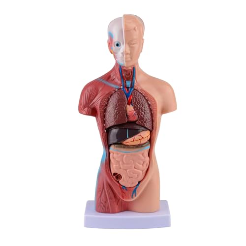 TRACYE Menschlicher Torso Modell, Medizinsche Koerper Modelle Lehrmodell, PVC, Perfekt für Schüler zum naturwissenschaftlichen Lernen, zum Schulunterricht und zum Anatomiestudiu von TRACYE