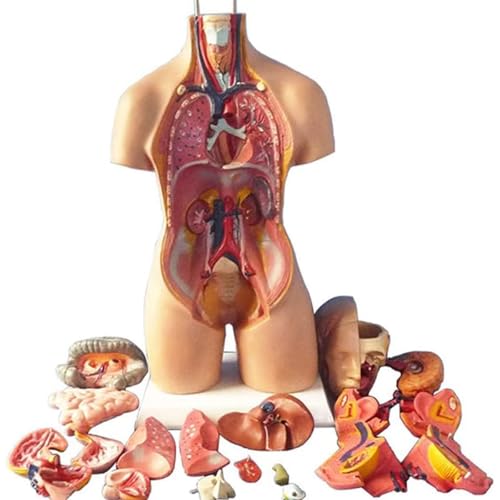 TRACYE Menschlicher Torso Modell, Medizinsche Koerper Modelle Lehrmodell, PVC, Perfekt für Schüler zum naturwissenschaftlichen Lernen, zum Schulunterricht und zum Anatomiestudiu von TRACYE