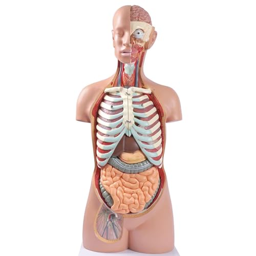 TRACYE Menschlicher Torso Modell, Medizinsche Koerper Modelle Lehrmodell, PVC, Perfekt für Schüler zum naturwissenschaftlichen Lernen, zum Schulunterricht und zum Anatomiestudiu von TRACYE