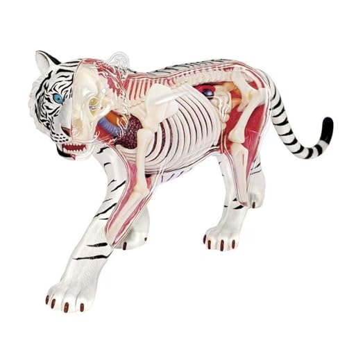 TRACYE Tiger Skeleton Anatomical Model,Tiger Anatomy Modell,Abnehmbare und Zusammengebaute Tiger Skeleton Anatomical Model,für Tierunterricht Demonstration TRACYE Tiger Skeleton Anatomical Model,Tiger Anatomy Modell,Abnehmbare und Zusammengebaute Tiger Skeleton Anatomical Model,für Tierunterricht Demonstration von TRACYE