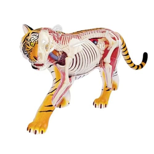 TRACYE Tiger Skeleton Anatomical Model,Tiger Anatomy Modell,Abnehmbare und Zusammengebaute Tiger Skeleton Anatomical Model,für Tierunterricht Demonstration von TRACYE