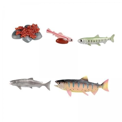 TTETTZ 2 X Lebenszyklus von Lachsspielzeug, Spielzeug, Biologiemodell, Nutztierfiguren, Tierwachstumszyklus Figuren für Geburtstagsgeschenke von TTETTZ