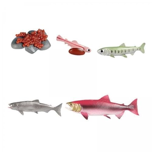 TTETTZ 2 X Lebenszyklus von Lachsspielzeug, Spielzeug, Biologiemodell, Nutztierfiguren, Tierwachstumszyklus Figuren für Geburtstagsgeschenke von TTETTZ
