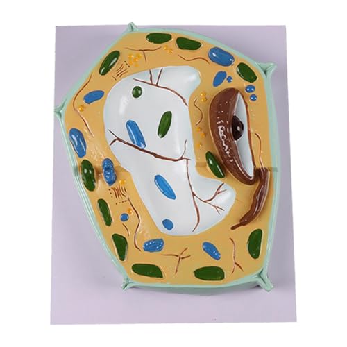 TTETTZ Inside Model Quersekte Mikroskopische Struktur Studie Experimentelle Stamm-Kit-Ansicht Major Organelles Biology Science Kit, Pflanzenzellmodell TTETTZ Inside Model Quersekte Mikroskopische Struktur Studie Experimentelle Stamm-Kit-Ansicht Major Organelles Biology Science Kit, Pflanzenzellmodell von TTETTZ